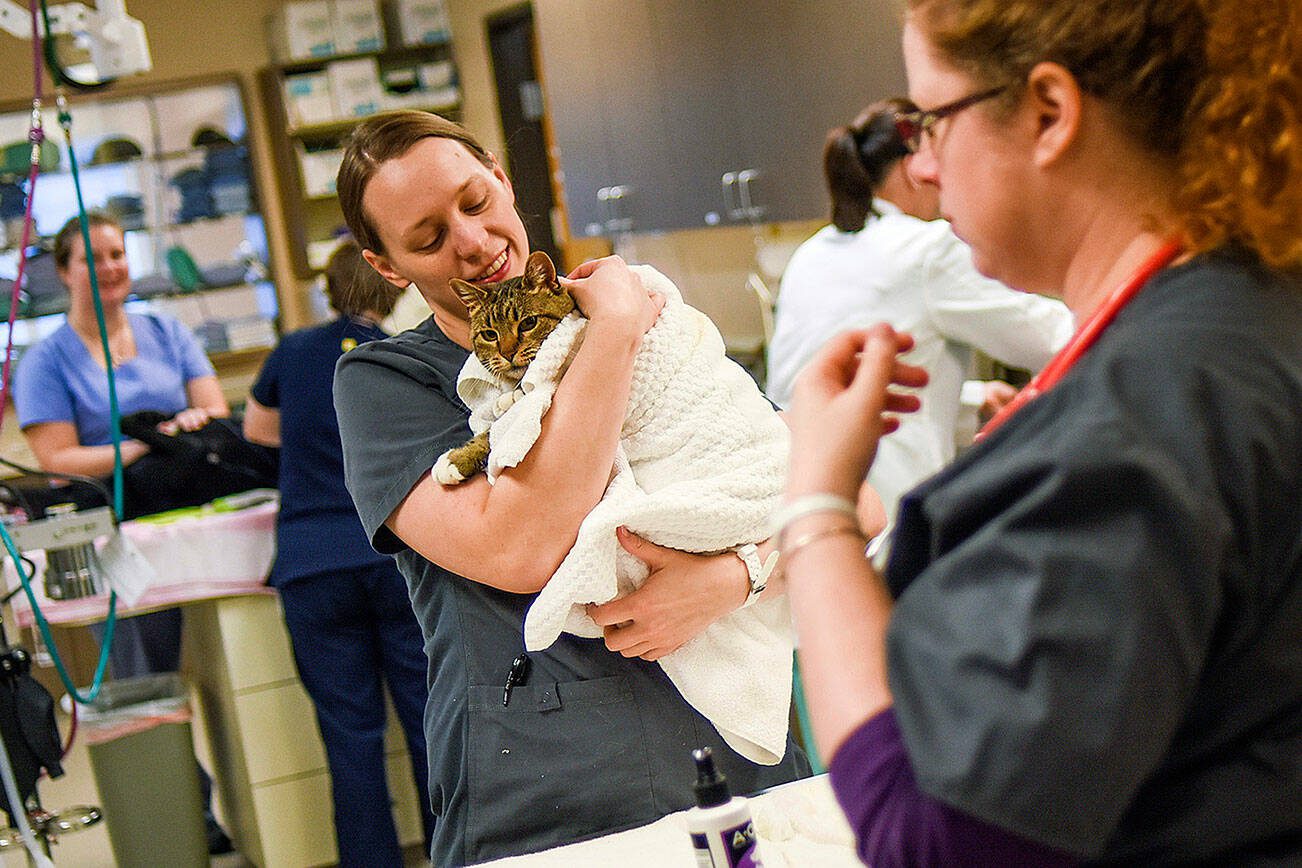 In this Friday, Nov. 18, 2016 photo, Jillian Woolley, Certified Veterinary Technician, takes care of a cat at Bayshore Animal Hospital in Warrenton, Ore. (Danny Miller/Daily Astorian via AP)