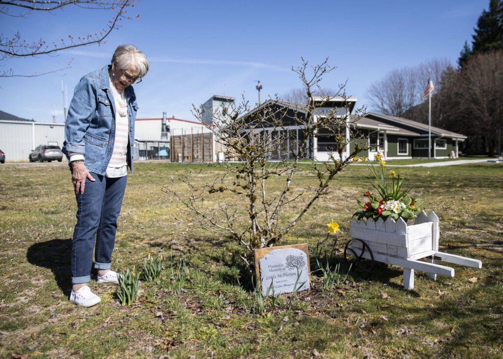 Irene Kuntz looks at the daffodils popping up around her sister’s memorial on Monday, March 18, 2024 in Darrington, Washington. (Olivia Vanni / The Herald)
