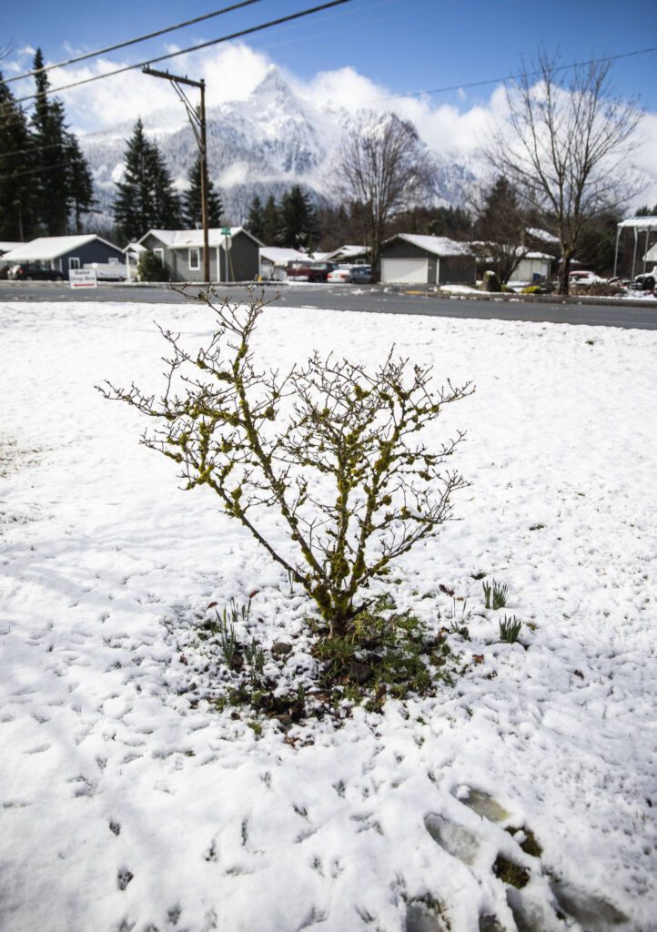 The Linda L. McPherson memorial tree outside of the Darrington Library on Monday, March 4, 2024 in Darrington, Washington. (Olivia Vanni / The Herald)
