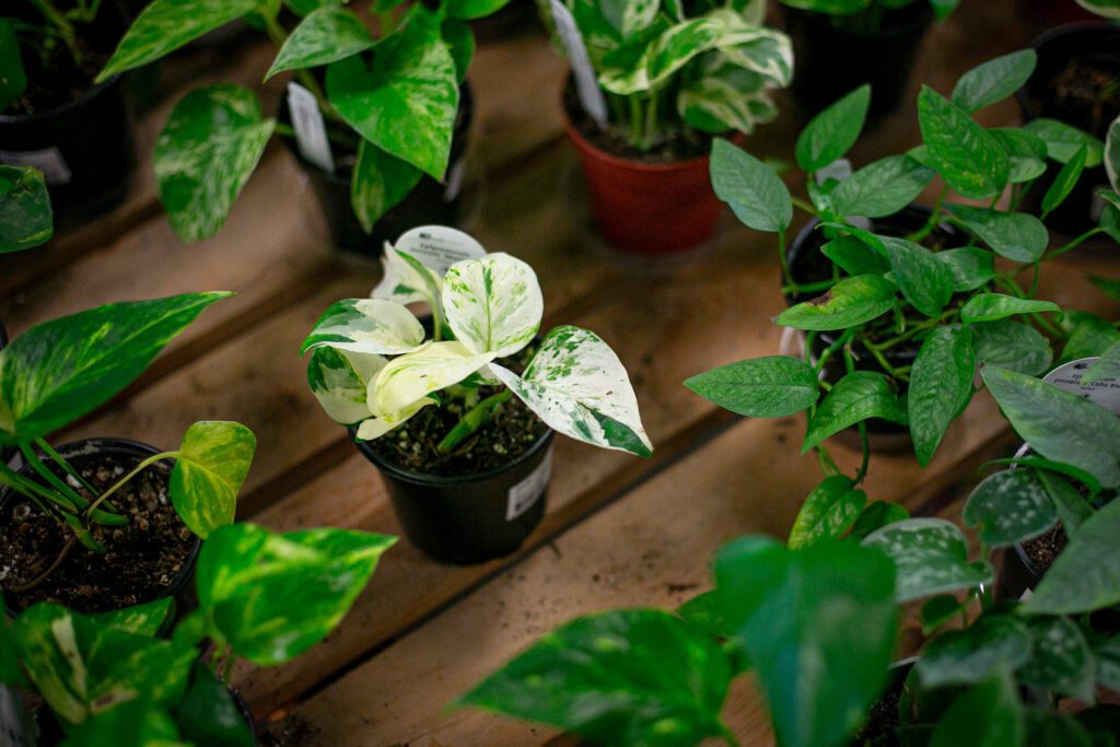 A pothos, epipremnum aureum “Manjula,” at Houseplants Galore on Friday, Jan. 12, 2024, in Everett, Washington. (Ryan Berry / The Herald)
