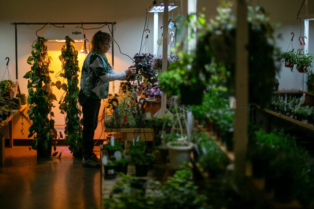 Carrie Compton clips leaves from the plants for sale at Houseplants Galore on Friday, Jan. 12, 2024, in Everett, Washington. (Ryan Berry / The Herald)
