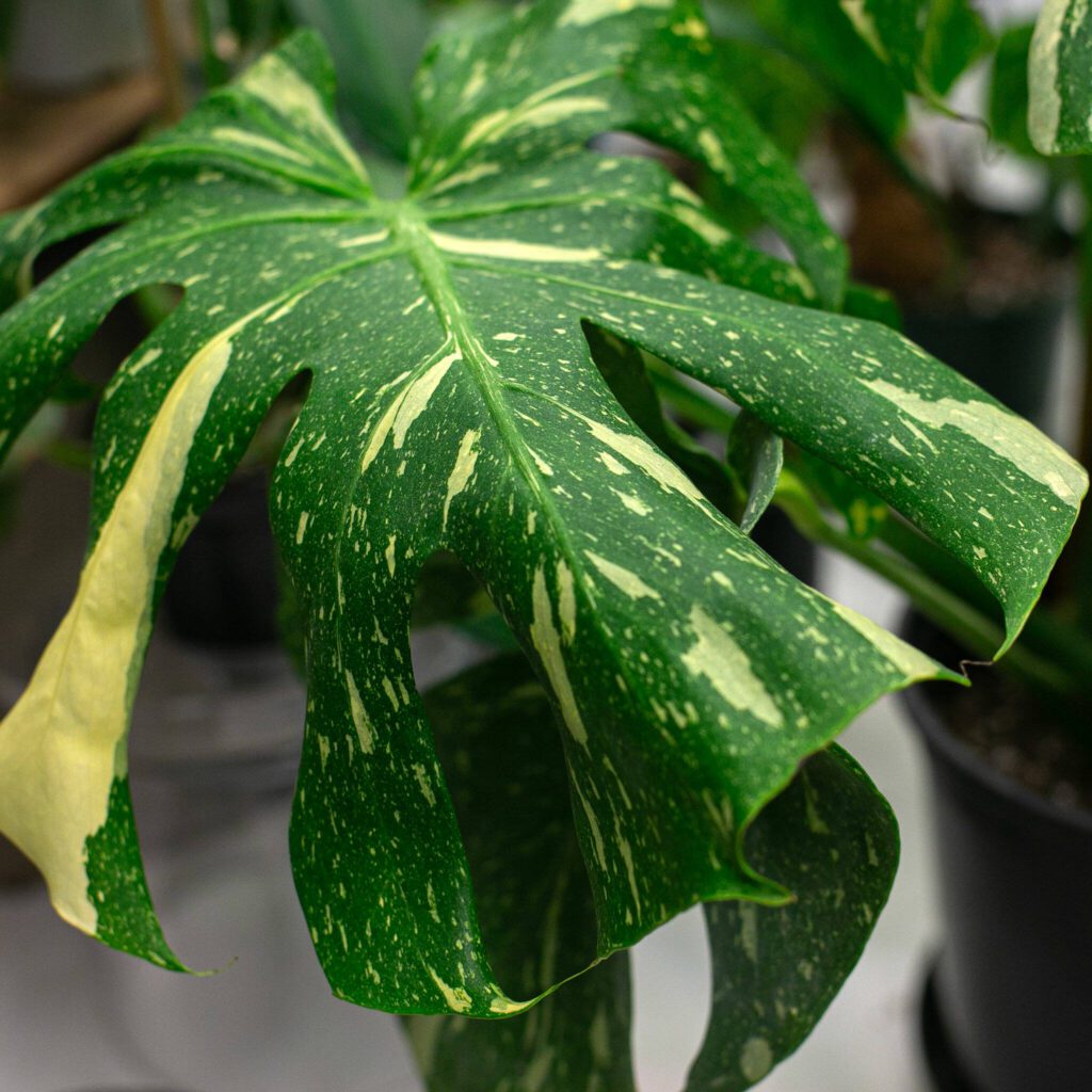 A “Thai Constellation” monstera deliciosa at Houseplants Galore on Friday, Jan. 12, 2024, in Everett, Washington. (Ryan Berry / The Herald)
