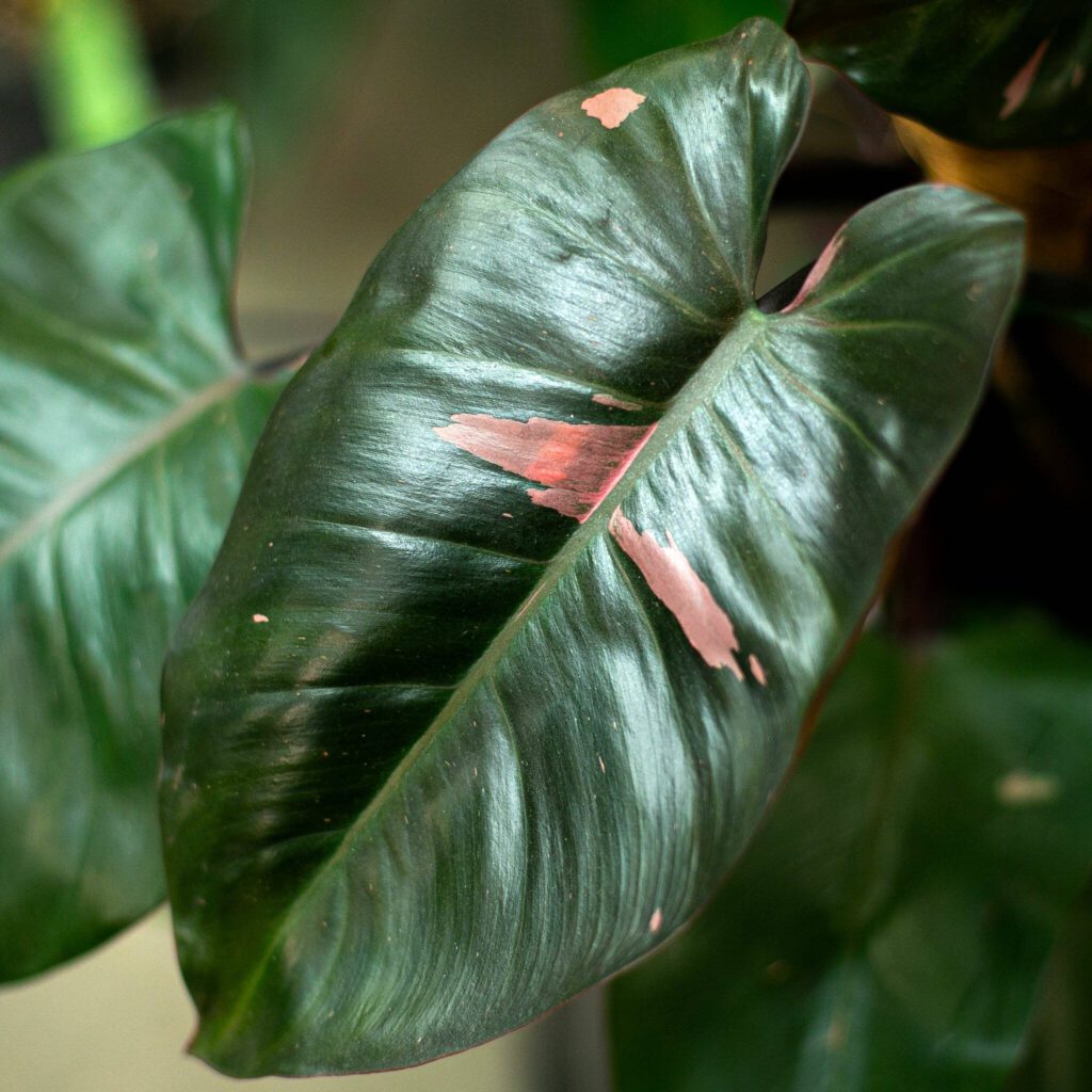 A pink variegated philodendron at Houseplants Galore on Friday, Jan. 12, 2024, in Everett, Washington. (Ryan Berry / The Herald)
