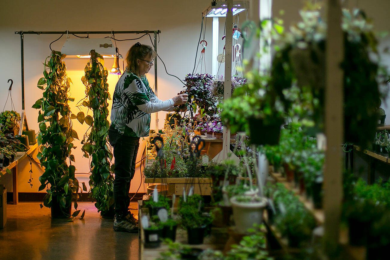 Carrie Compton clips leaves from the plants for sale at Houseplants Galore on Friday, Jan. 12, 2024, in Everett, Washington. (Ryan Berry / The Herald)