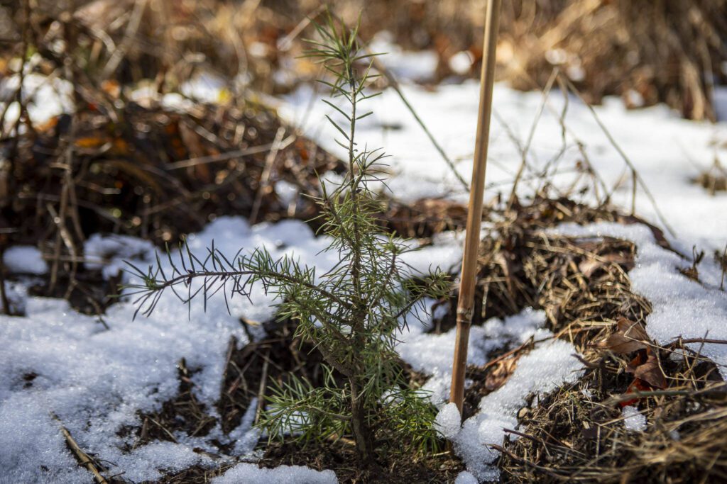 A site of a future park near the corner of Alvord Street and Petty Avenue on Thursday, March 7, 2024, in Darrington, Washington. (Annie Barker / The Herald)
