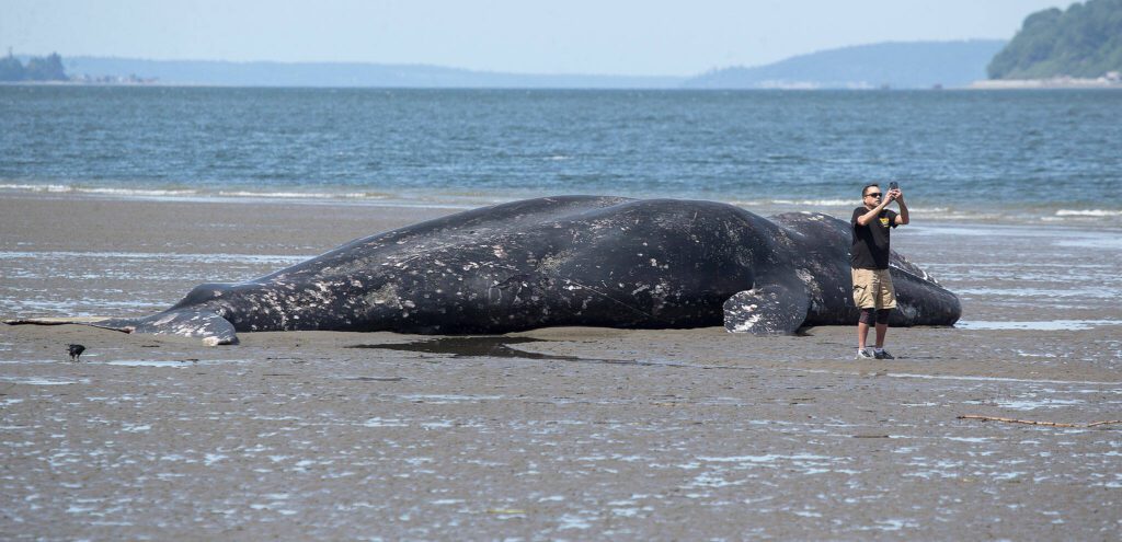 Michael Major, of Stanwood, takes a photo with a 43-foot dead gray whale that washed ashore near Harborview Park on Monday, May 6, 2019 in Everett, Wash. The dead whale washed ashore Sunday. This is the 13th gray whale to wash ashore in Washington this year. (Andy Bronson / The Herald)
