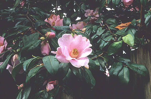 This late-winter-flowering camellia will grow best in light and open shade, or in full sun out of hot, reflected heat. (Great Plant Picks)