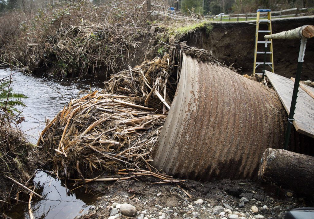 Cattails and other debris plug a large metal culvert pipe on Wednesday, March 6, 2024 in Marysville, Washington. (Olivia Vanni / The Herald)
