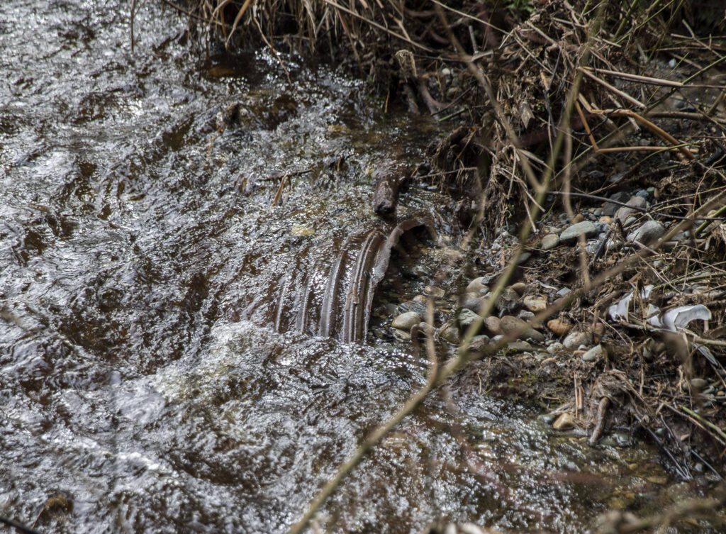 A piece of the old metal culvert is seen downstream of the wash out on Wednesday, March 6, 2024 in Marysville, Washington. (Olivia Vanni / The Herald)
