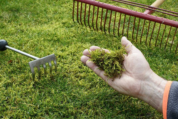 Coming out of winter in March, you will see moss everywhere in the turf, and if left unchecked, it will continue its invasion throughout the spring. (Getty Images)