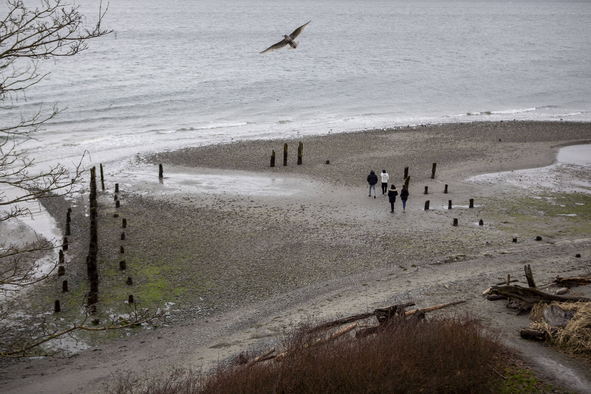 People walk during low tide at Picnic Point Park on Sunday, March 3, 2024 in Edmonds, Washington.(Annie Barker / The Herald)