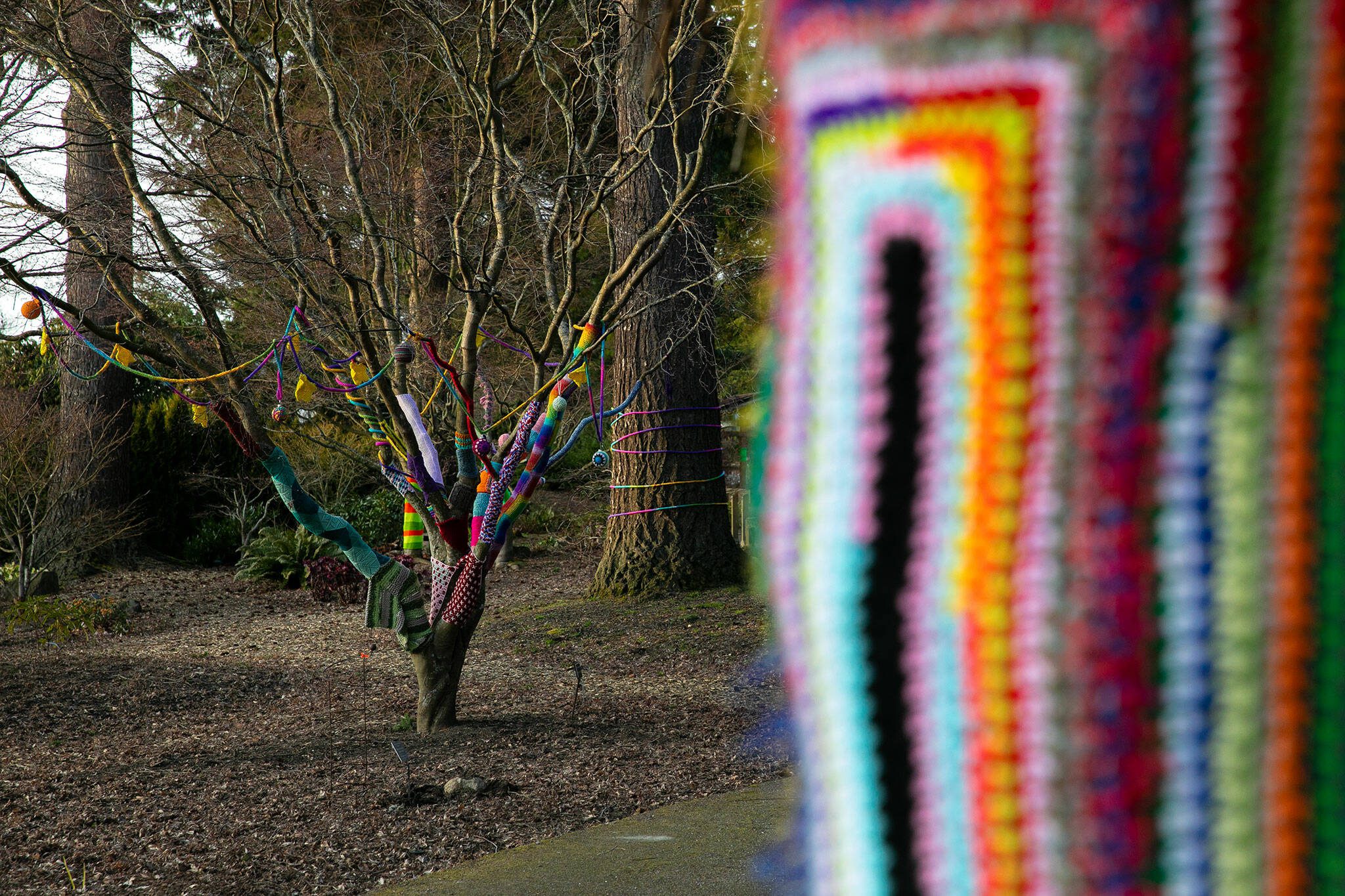 Trees are wrapped in yarn as part of Color Storm, a monthlong event at Evergreen Arboretum and Gardens on Thursday, March 14, 2024, in Everett, Washington. (Ryan Berry / The Herald)