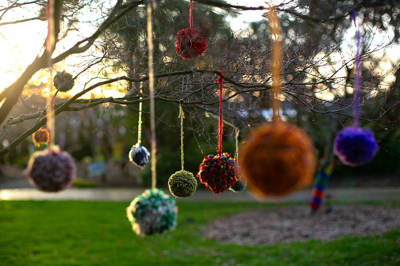 Dozens of yarn pompoms hang from a number of trees as part of Color Storm at Evergreen Arboretum and Gardens on Thursday, March 14, 2024, in Everett, Washington. (Ryan Berry / The Herald)