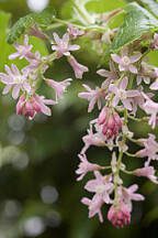 The flowering currant’s early spring flowers have a spicy fragrance and are a favorite of over-wintering hummingbirds. (Richie Steffen)