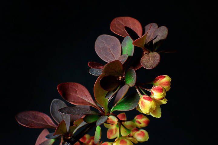 Yellow flowers are seen on a branch of Purple-Leafed Japanese Barberry. (Getty Images)