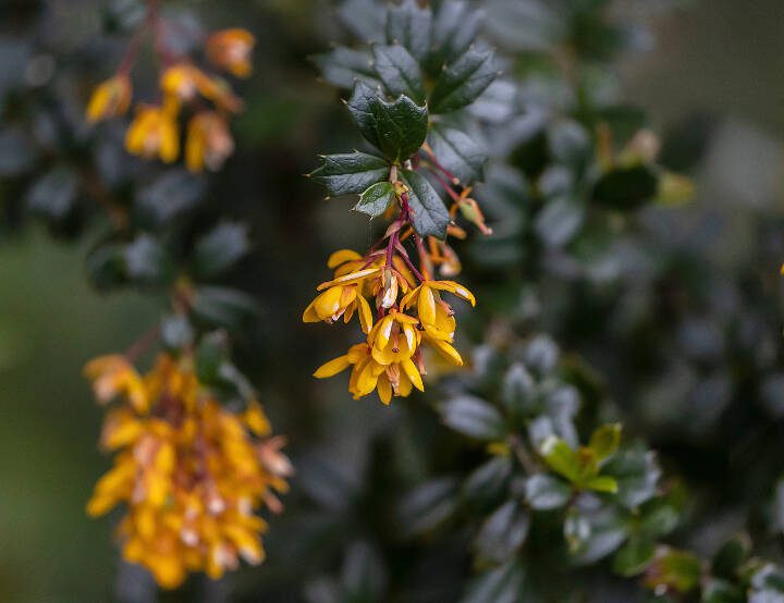 The yellow-orange flowers of Darwin Barberry, an evergreen variety, pop in the spring garden. (Getty Images)
