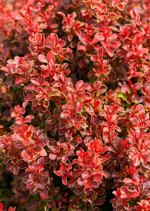 The ruby red foliage of Orange Rocket in autumn. (Getty Images)
