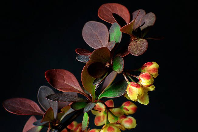 A branch of a flowering barberry on a dark background. Close-up, Selective Focus.