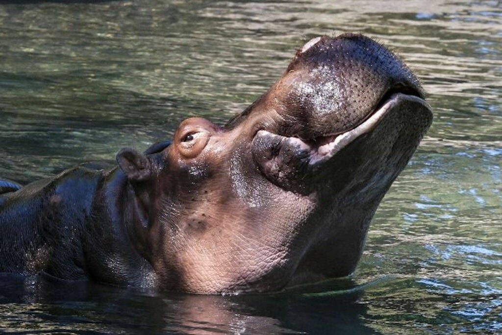 Lily enjoying the water in Woodland Park Zoo’s hippo habitat. (Dennis Dow/Woodland Park Zoo)
