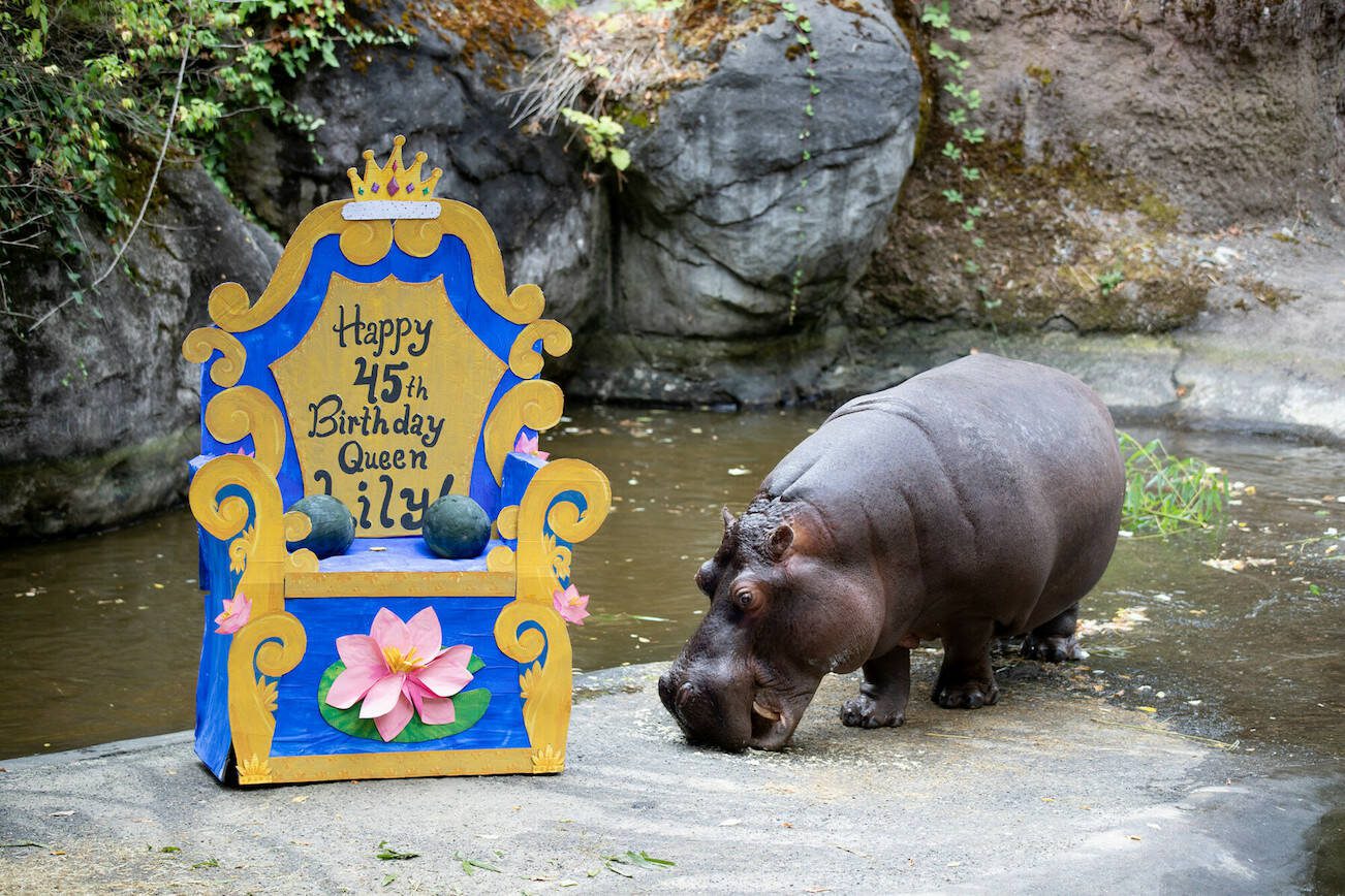 Lily the hippo in Woodland Park Zoo's hippo habitat. (Dennis Dow/Woodland Park Zoo)