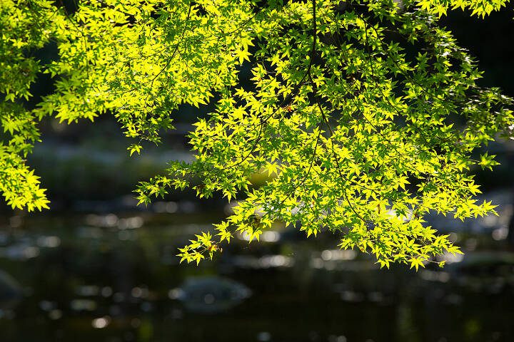 Bright green Japanese maple leaves are illuminated by spring sunlight. (Getty Images)