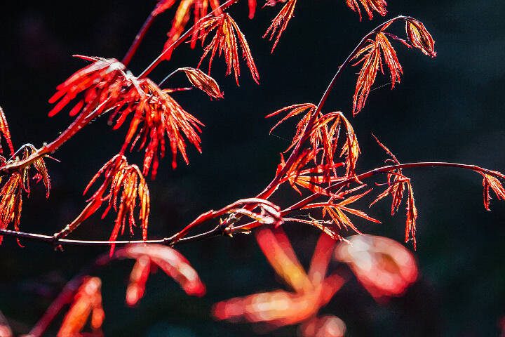 Newly sprouted red Japanese maple leaves are illuminated by spring sunlight. (Getty Images)
