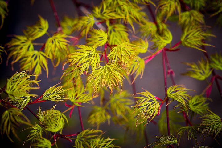 Newly sprouted bright green laceleaf Japanese maple leaves pop against the pinkish red of the plant’s new-growth branches. (Getty Images)
