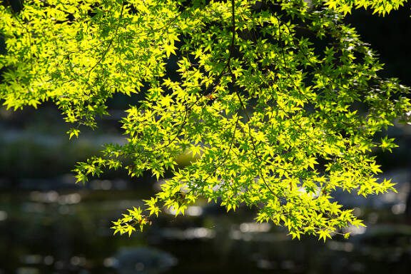 Green maple in Japan