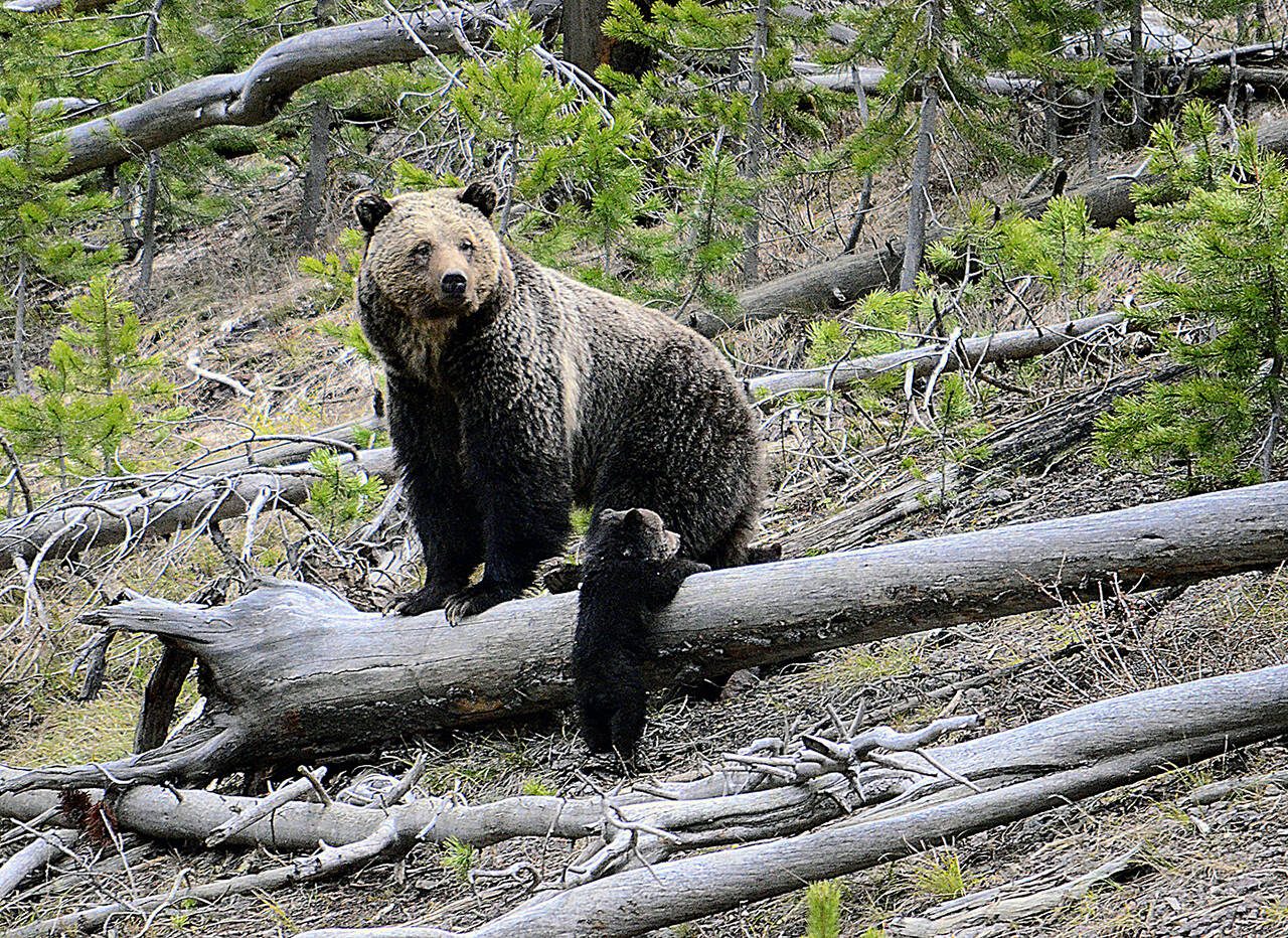A grizzly bear sow keeps watch over her cub along the Gibbon River in Yellowstone National Park, Wyo., in April 2019. (Frank van Manen / U.S. Geological Survey)