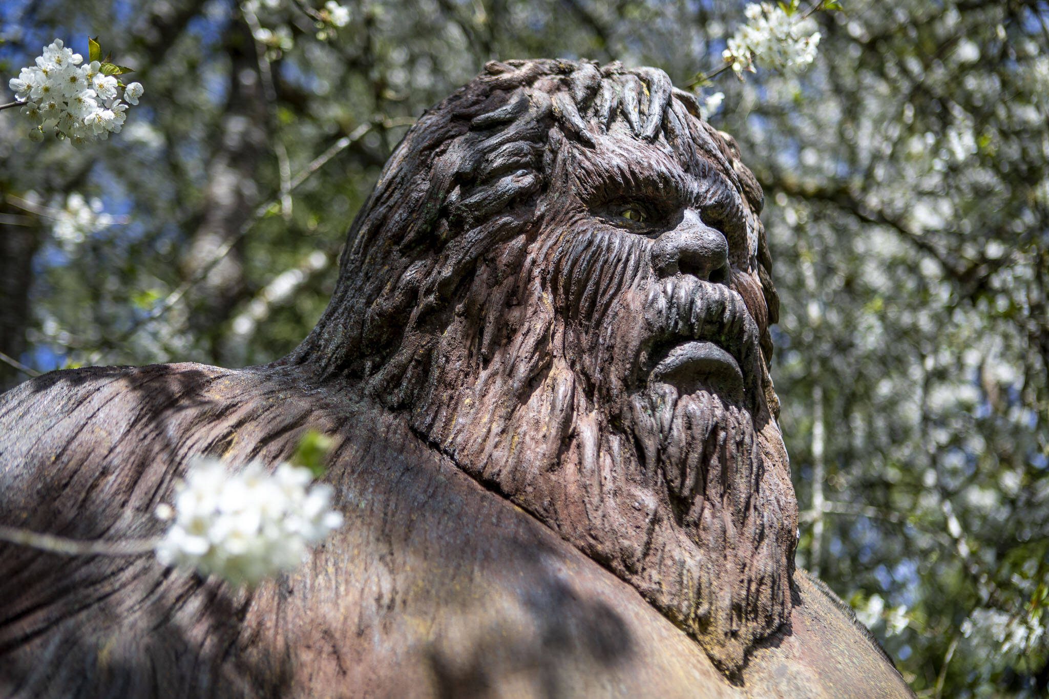 A giant Bigfoot creation made by Terry Carrigan, 60, at his home-based Skywater Studios on Sunday, April 14, 2024 in Monroe, Washington. (Annie Barker / The Herald)