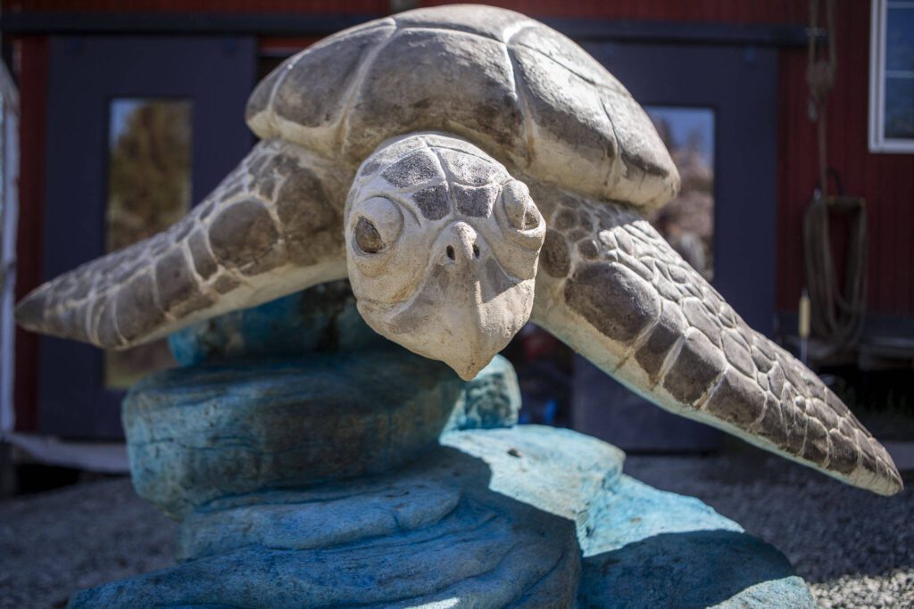 A sea turtle that Terry Carrigan, 60, made at his home-based Skywater Studios on Sunday, April 14, 2024 in Monroe, Washington. (Annie Barker / The Herald)
