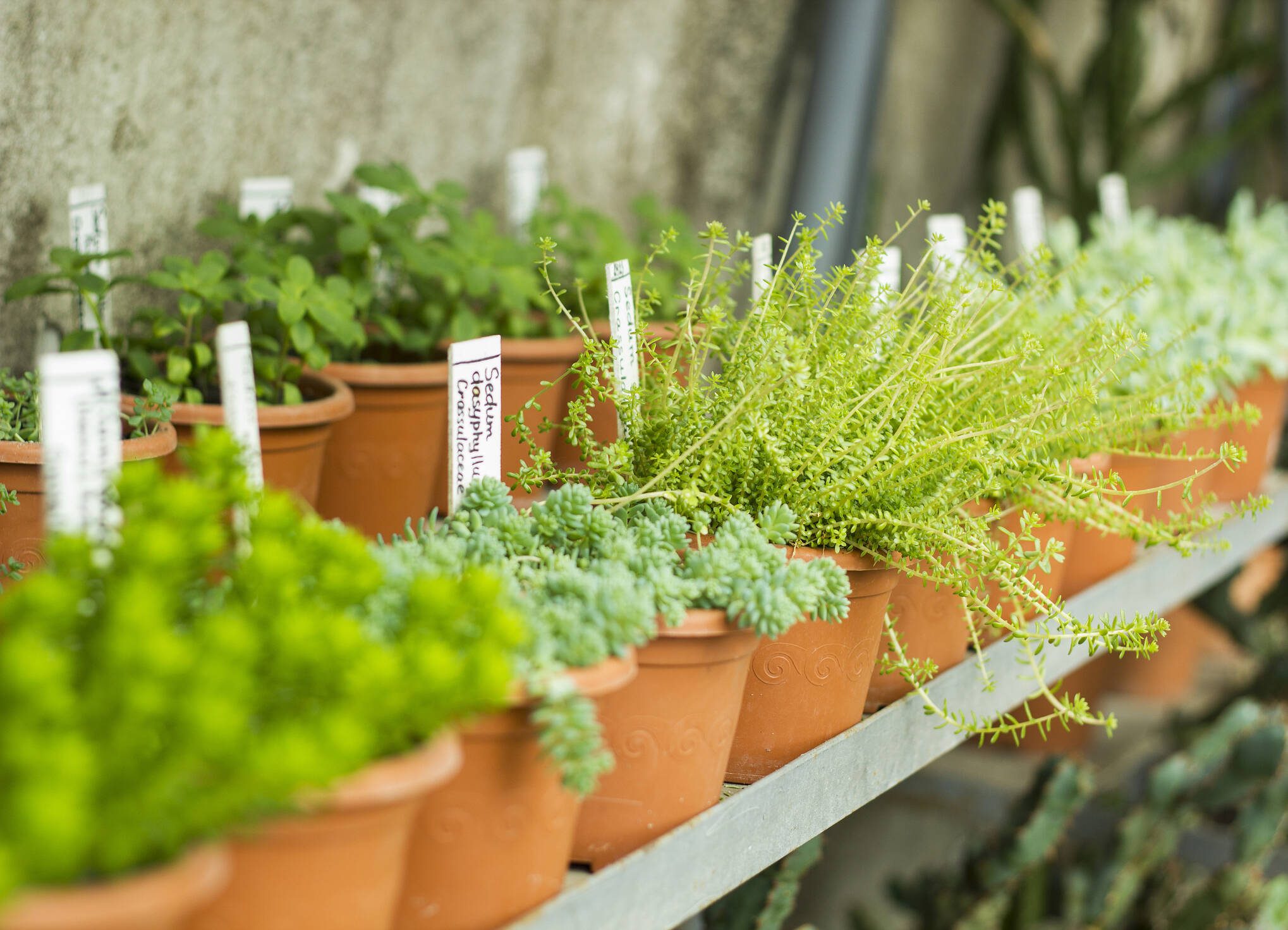 Market for sale plants. Many plants in pots