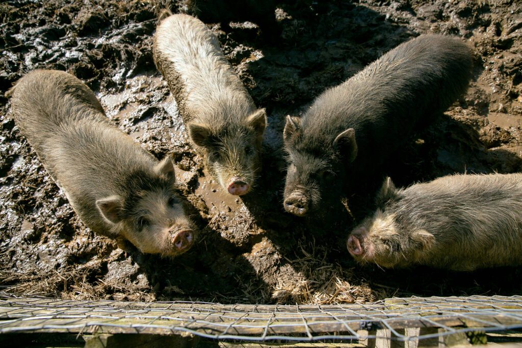 A group of pigs eagerly await dinner at the Guerzon homestead on Friday, March 15, 2024, in Darrington, Washington. (Ryan Berry / The Herald)
