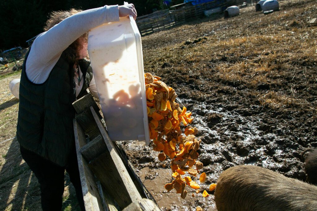 Eileen Guerzon dumps oranges and waffles leftover from Darrington School District’s breakfast into a pig pen on Friday, March 15, 2024, at her family’s homestead in Darrington, Washington. (Ryan Berry / The Herald)

