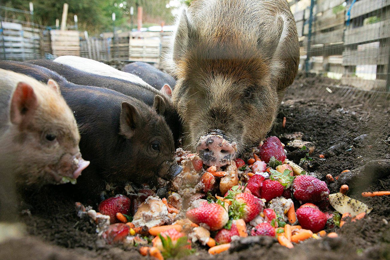 A pig and her piglets munch on some leftover food from the Darrington School District’s cafeteria at the Guerzan homestead on Friday, March 15, 2024, in Darrington, Washington. Eileen Guerzan, a special education teacher with the district, frequently brings home food scraps from the cafeteria to feed to her pigs, chickens and goats. (Ryan Berry / The Herald)