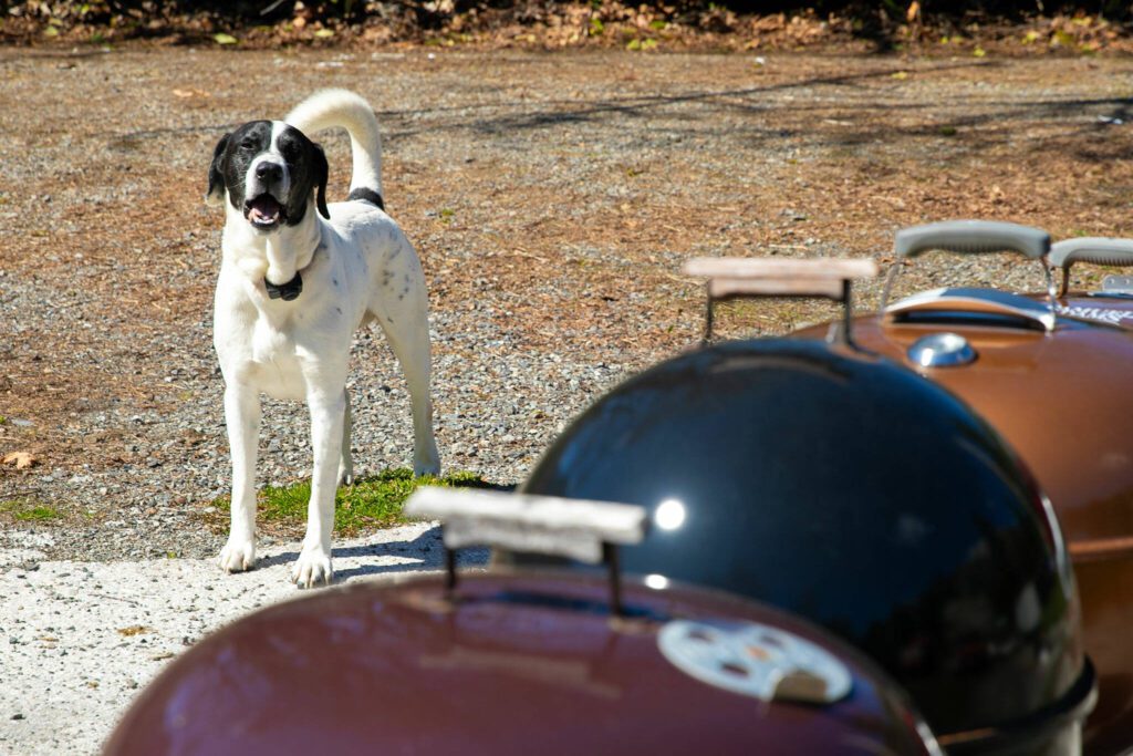 Weber, Jimmer De Groot’s 6-year-old dog, stands just beyond the line of Weber grills in the side yard of his home. (Ryan Berry / The Herald)
