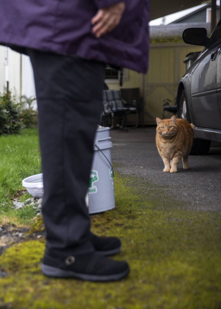 Morris, a cat of Royalwood Estates Mobile Home Park resident Elna Olson wanders around her home on Monday, March 11, 2024 in Lynnwood, Washington. (Olivia Vanni / The Herald)

