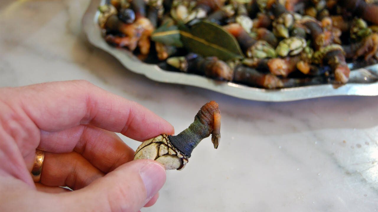 Tiny percebes — barnacles — are a local specialty in northwest Spain. (Rick Steves)