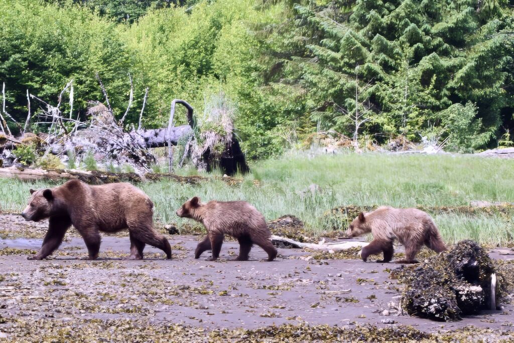 A female grizzly and her two cubs roam near a forest in coastal British Columbia in 2017. (Photo by Paul Paquet)
