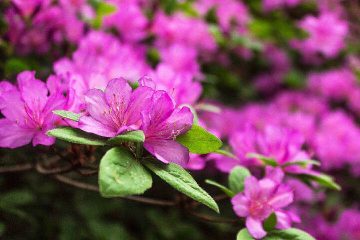 This evergreen azalea sports bright fuschia pink flowers. (Getty Images)

