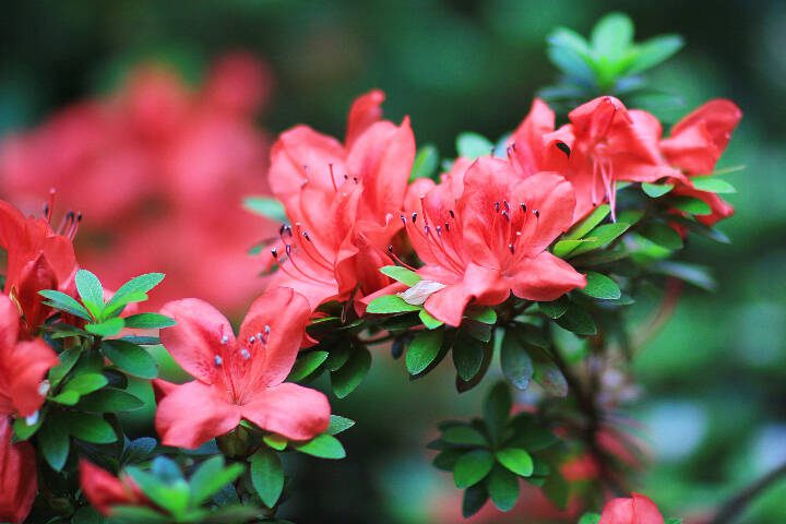 This evergreen azalea is bursting with bright orangey-red flowers. (Getty Images)