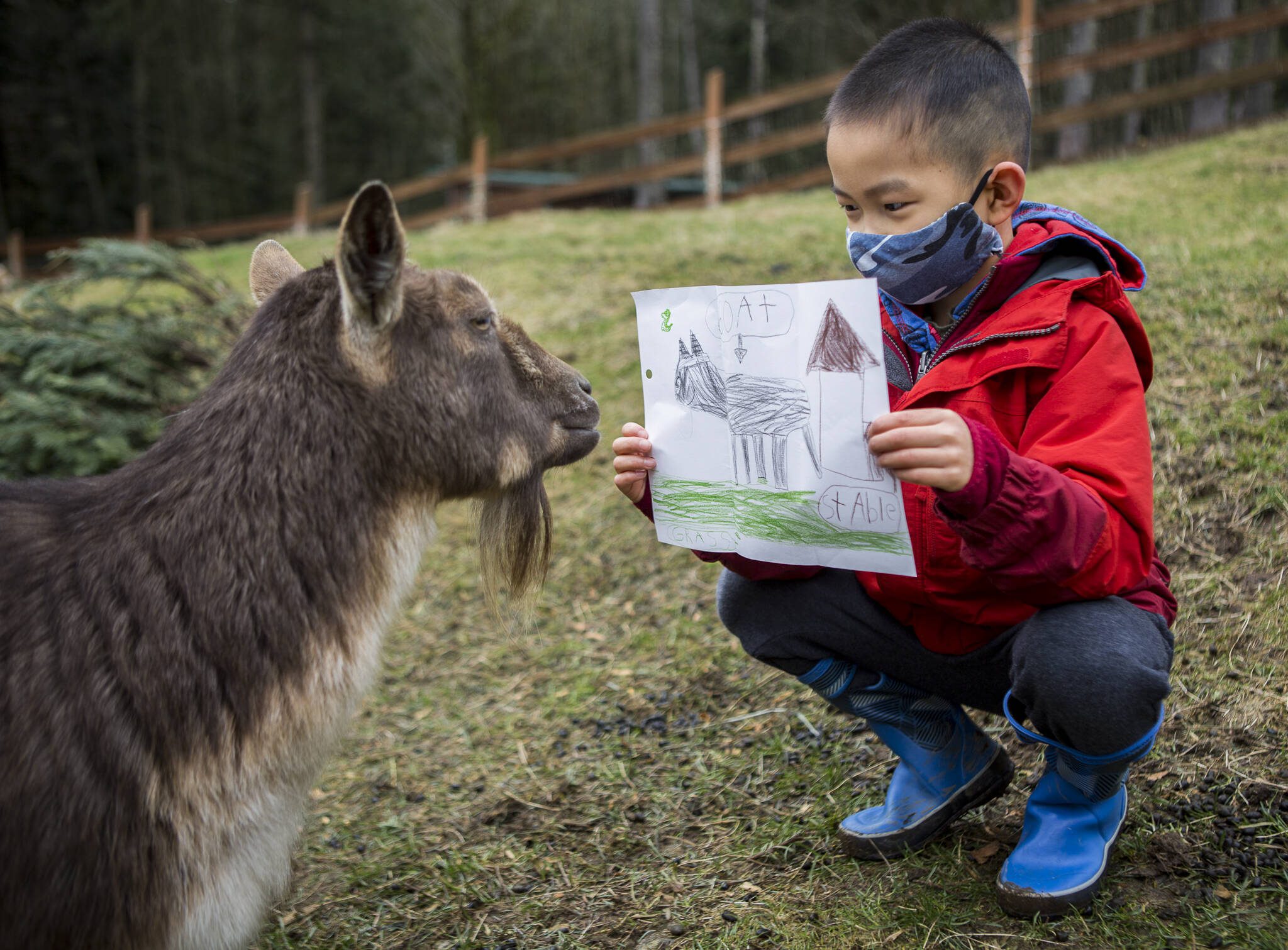 This February 2021 file photo shows Riley Wong, 7, with his pen pal, Smudge, and the picture he drew for her in addition to his letter at Pasado’s Safe Haven in Monroe, Washington. (Olivia Vanni / The Herald)