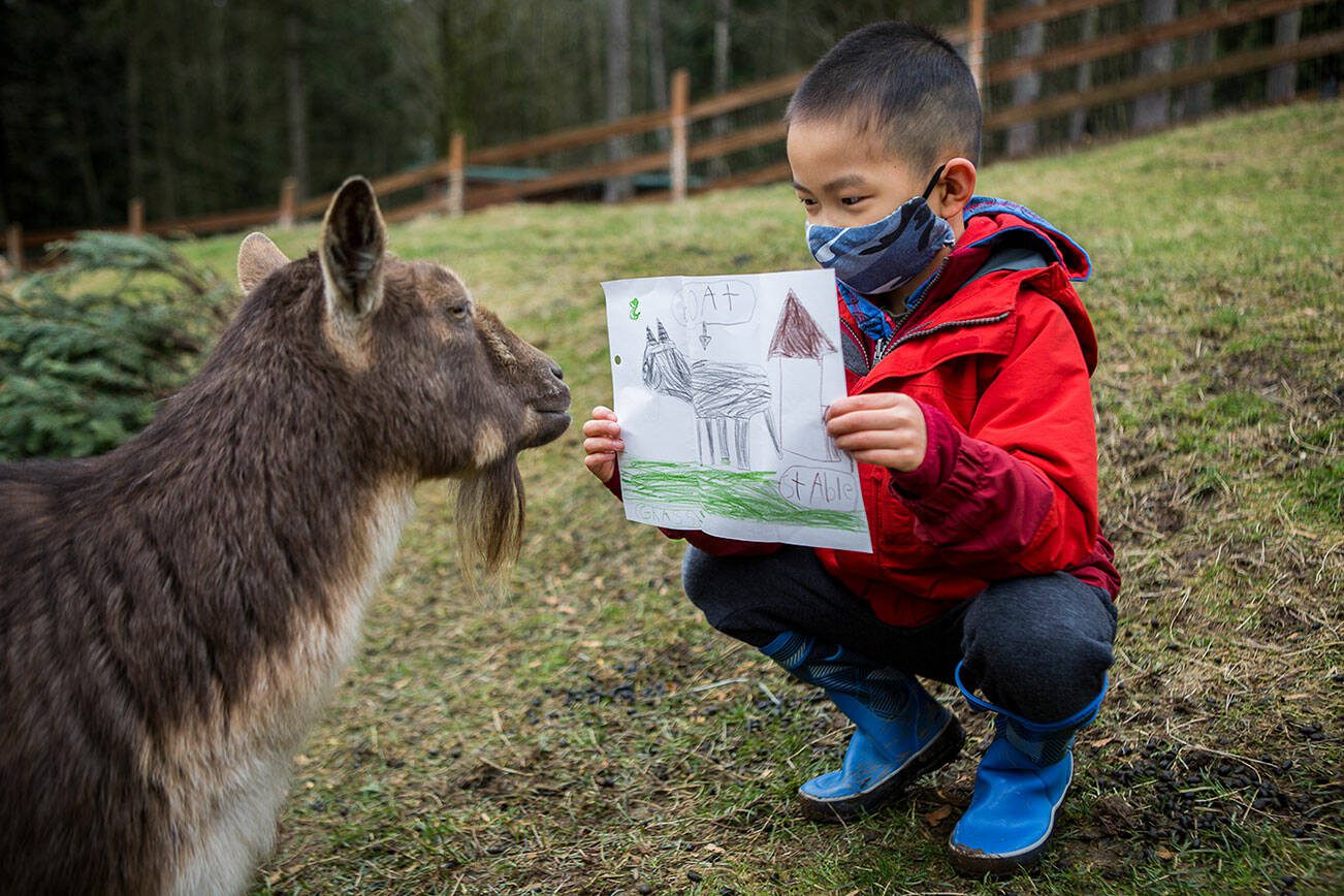 Riley Wong, 7, shows his pen pal, Smudge, the picture he drew for her in addition to his letter at Pasado's Safe Haven on Friday, Feb. 19, 2021 in Monroe, Wa. (Olivia Vanni / The Herald)