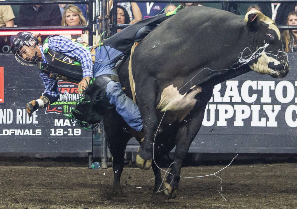 Alvaro Ariel is throw off by the bull War Train during PBR Everett at Angel of the Winds Arena on Wednesday, April 17, 2024 in Everett, Washington. (Olivia Vanni / The Herald)
