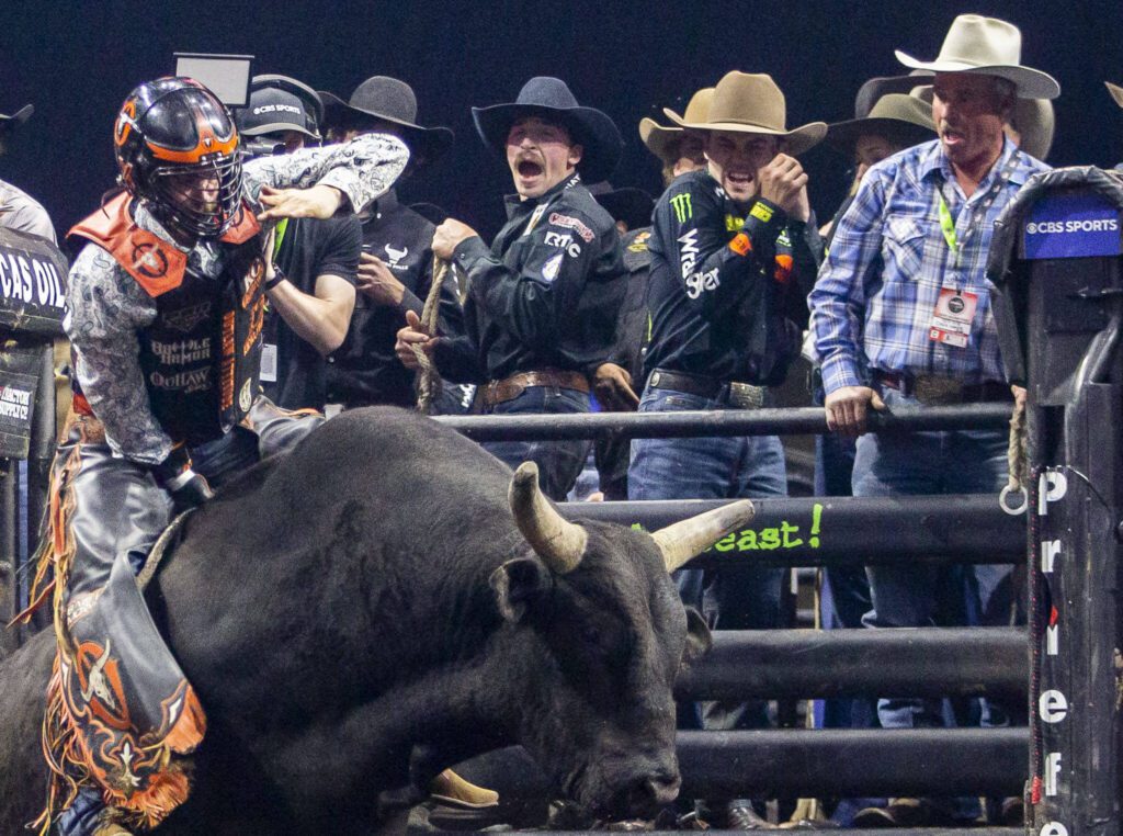 Bull riders cheer on Wyatt Rogers as his bull Tatonka jumps out of the chute during PBR Everett at Angel of the Winds Arena on Wednesday, April 17, 2024 in Everett, Washington. (Olivia Vanni / The Herald)
