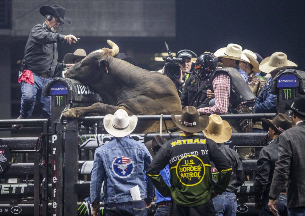 A bull tries to leap out of the chutes during PBR Everett at Angel of the Winds Arena on Wednesday, April 17, 2024 in Everett, Washington. (Olivia Vanni / The Herald)
