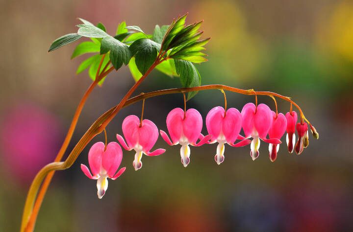 The flowers of the Gold Heart variety of bleeding hearts are bright pink. (Getty Images)