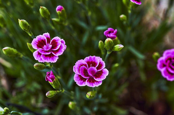 This variety of carnations boasts vibrant pink flowers. (Getty Images)
