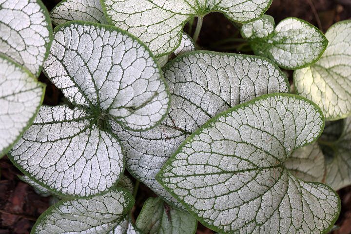 This Siberian bugloss sports heart-shaped, frosty-colored leaves. (Getty Images)
