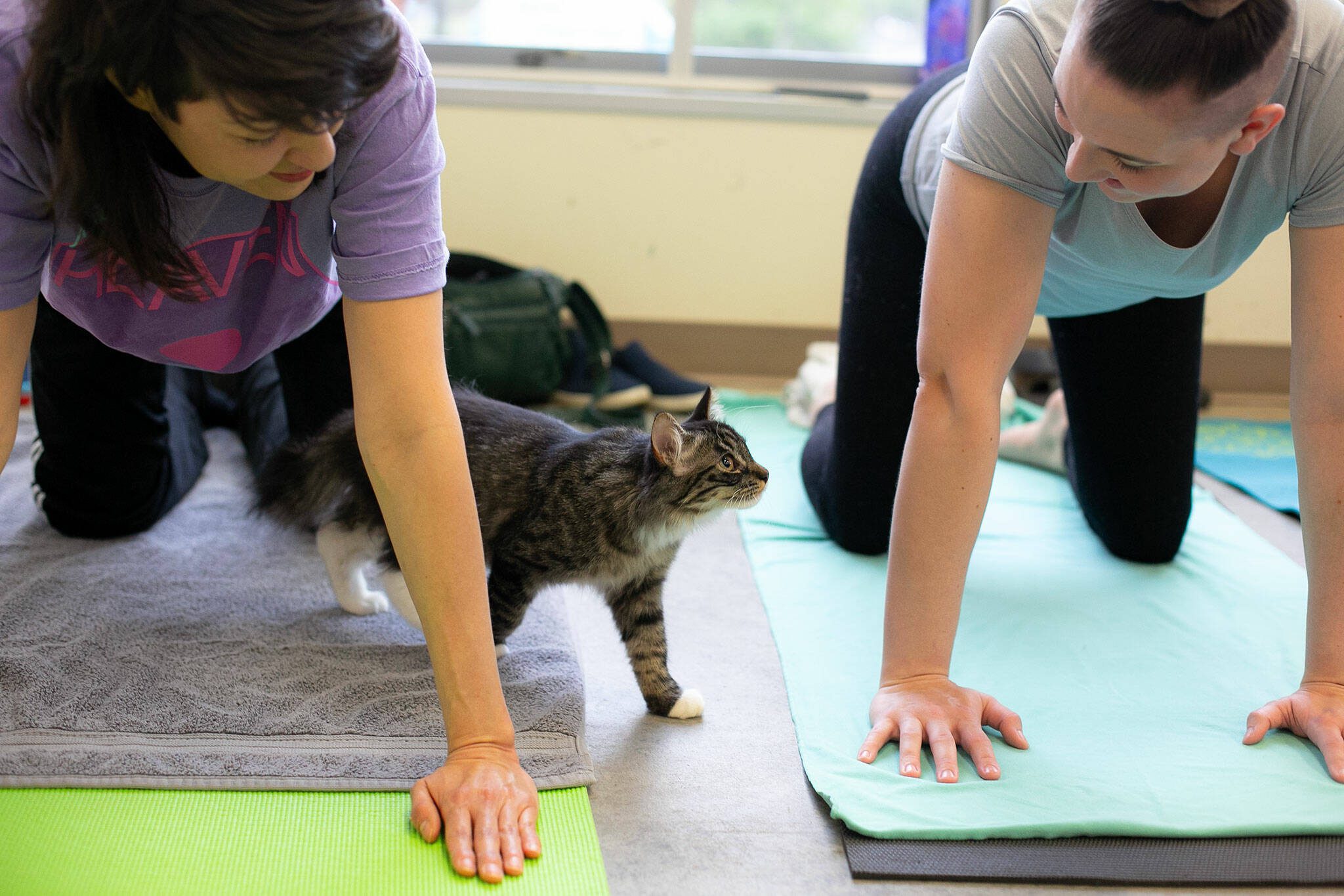 Lewis the cat weaves his way through a row of participants during Kitten Yoga at the Everett Animal Shelter on Saturday, April 13, 2024, in Everett, Washington. (Ryan Berry / The Herald)